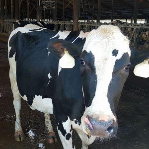 A heat stressed cow on a dairy farm. 