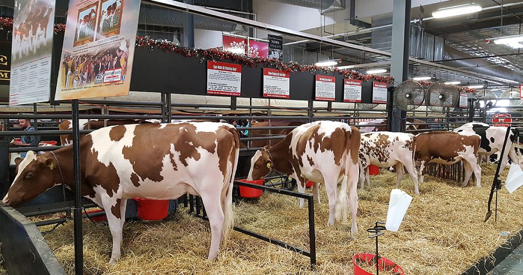 World Dairy Expo 2017: Cattle barn cows.