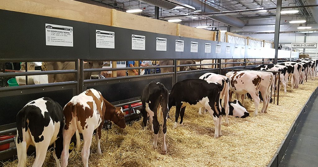 World Dairy Expo 2017: Cattle barn cows with peeking cow.