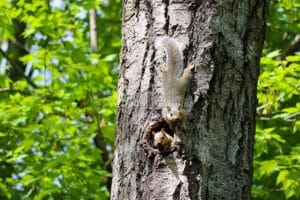Squirrel Friends on a Maple Tree in Waupaca, WI (stock photo for sale).