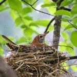 Brown Thrasher Nesting in Waupaca, Wisconsin (stock photo for sale).