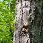 Squirrel Friends on a Maple Tree in Waupaca, WI (stock photo for sale).