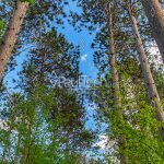 Coniferous trees and a blue sky on a hiking trail in Waupaca, WI. A low angle view from the trail up towards the sky.