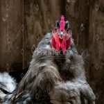 A rooster looking at the camera in a barn chicken coop. A close-up shot of of a cockerel with an attitude. Rooster has gray and white feathers with a red comb and wattle.